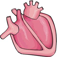 Human Heart Graphic